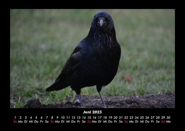 Produktbild: Vogelparadies 2025 Fotokalender DIN A3