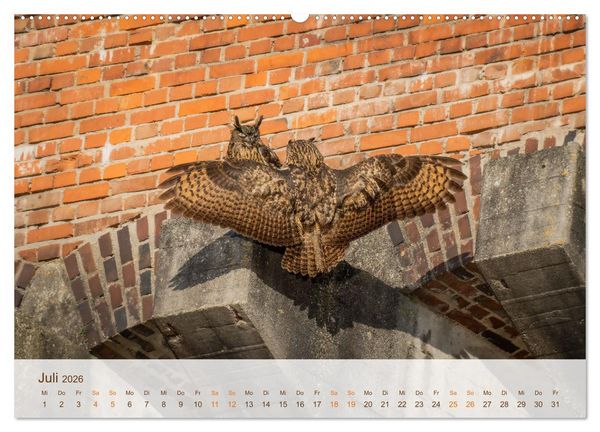 Produktbild: Uhu Highlights (Wandkalender 2026 DIN A2 quer), CALVENDO Monatskalender