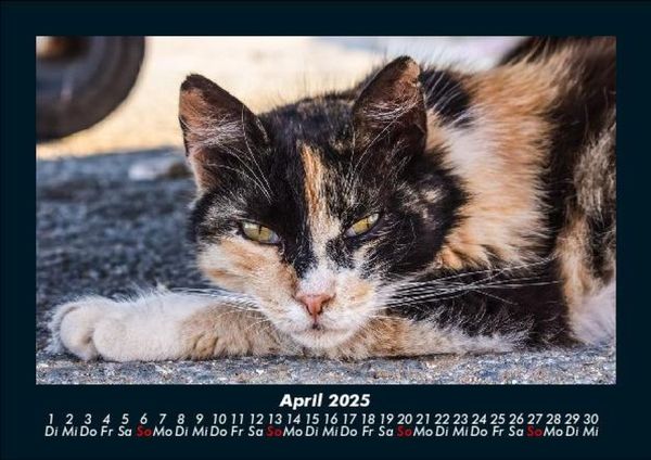 Produktbild: F&uuml;r Katzenfreunde 2025 Fotokalender DIN A5