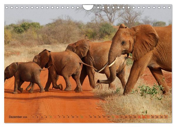 Produktbild: Elefanten in Afrika (Wandkalender 2026 DIN A4 quer), CALVENDO Monatskalender