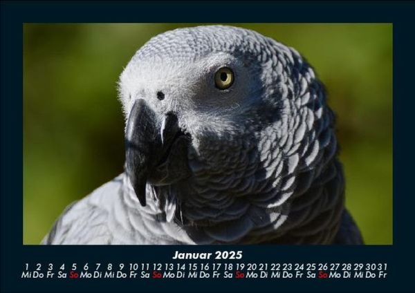 Produktbild: Welt der V&ouml;gel 2025 Fotokalender DIN A5