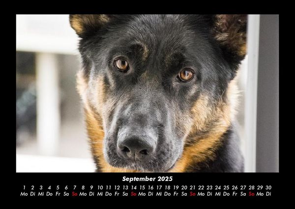 Produktbild: Hunde 2025 Fotokalender DIN A3