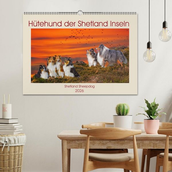 Produktbild: H&uuml;tehund der Shetland Inseln - Shetland Sheepdog (Wandkalender 2026 DIN A2 quer), CALVENDO Monatskalender