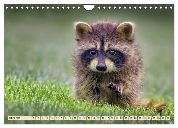 Produktbild: Waschb&auml;r - Niedlicher Allesfresser (Wandkalender 2026 DIN A4 quer), CALVENDO Monatskalender