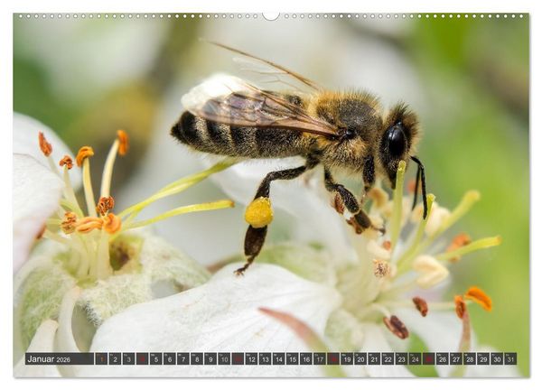Produktbild: Sehe die Bienen (Wandkalender 2026 DIN A2 quer), CALVENDO Monatskalender