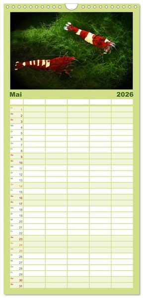 Produktbild: Familienplaner 2026 - Dwarf Shrimps - kleine Garnelen mit 5 Spalten (Wandkalender, 21 x 45 cm) CALVENDO