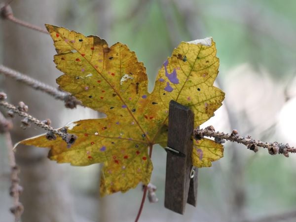 Produktbild: Nature Art Journaling f&uuml;r Kinder