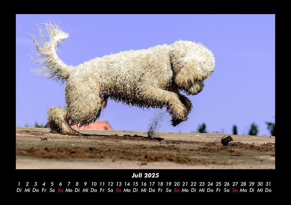 Produktbild: Der Hundekalender 2025 Fotokalender DIN A3