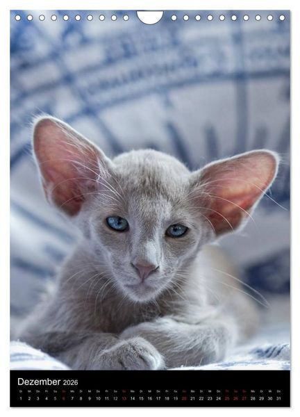 Produktbild: Orientalische Katzen 2026 (Wandkalender 2026 DIN A4 hoch), CALVENDO Monatskalender