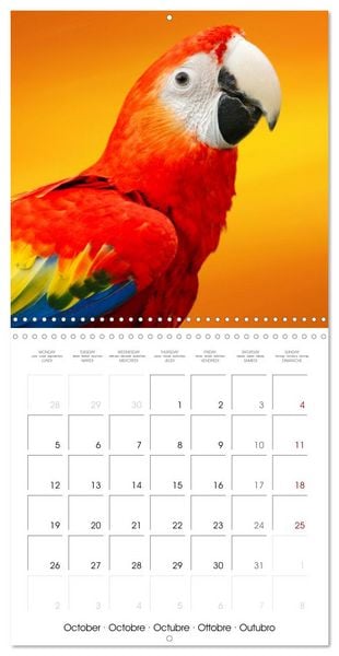 Produktbild: Wonderful Birds (Wall Calendar 2026 12 &times; 12 Inch) CALVENDO 12 Month Wall Calendar