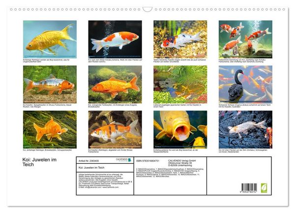 Produktbild: Koi: Juwelen im Teich (Wandkalender 2027 DIN A2 quer), CALVENDO Monatskalender