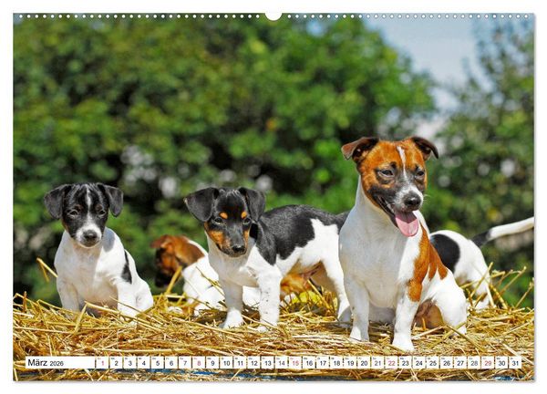Produktbild: 100000 Volt auf vier Pfoten - Jack und Parson Russell Terrier (Wandkalender 2026 DIN A2 quer), CALVENDO Monatskalender