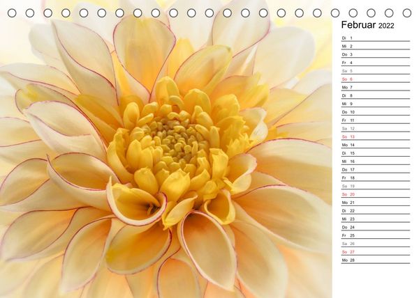 Produktbild: Bl&uuml;hende Dahlien (Tischkalender 2022 DIN A5 quer)