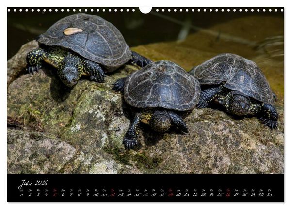 Produktbild: Tiergarten N&uuml;rnberg (Wandkalender 2026 DIN A3 quer), CALVENDO Monatskalender