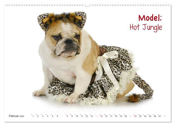 Produktbild: English Bulldog XXL Models (hochwertiger Premium Wandkalender 2026 DIN A2 quer), Kunstdruck in Hochglanz