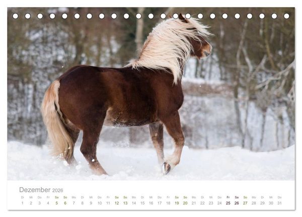 Produktbild: Faszination und Vielfalt - Schwarzw&auml;lder Kaltblut (Tischkalender 2026 DIN A5 quer), CALVENDO Monatskalender