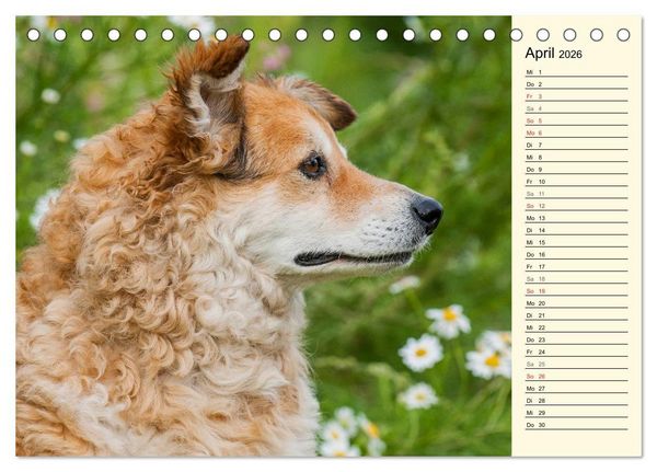 Produktbild: Altdeutsche H&uuml;tehunde - Fast vergessen (Tischkalender 2026 DIN A5 quer), CALVENDO Monatskalender