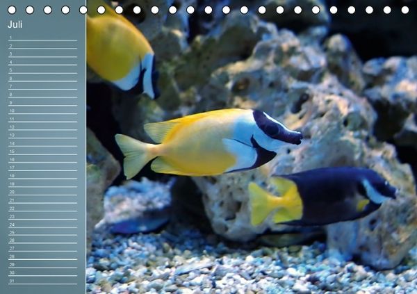 Produktbild: Bunte Riffbewohner - Fische, Anemonen und noch viel mehr (Tischkalender immerw&auml;hrend DIN A5 quer)
