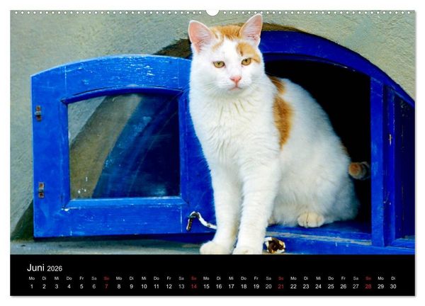 Produktbild: Katzen (hochwertiger Premium Wandkalender 2026 DIN A2 quer), Kunstdruck in Hochglanz