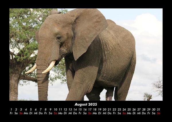 Produktbild: Elefanten - Die sanften Riesen Afrikas 2025 Fotokalender DIN A3