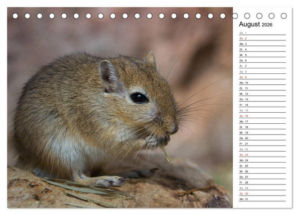 Produktbild: Mausebande (Tischkalender 2026 DIN A5 quer), CALVENDO Monatskalender