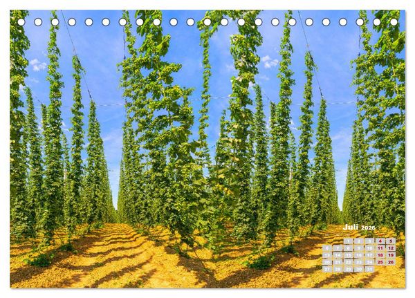 Produktbild: Hopfenland Holledau (Tischkalender 2026 DIN A5 quer), CALVENDO Monatskalender