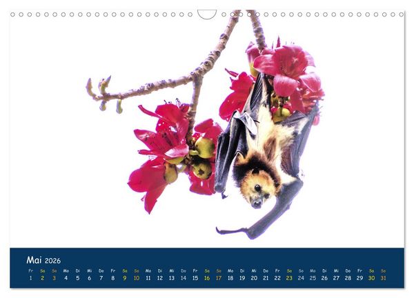 Produktbild: Faszinierende Tierwelt von Mauritius - Magische Momente der Natur (Wandkalender 2026 DIN A3 quer), CALVENDO Monatskalender