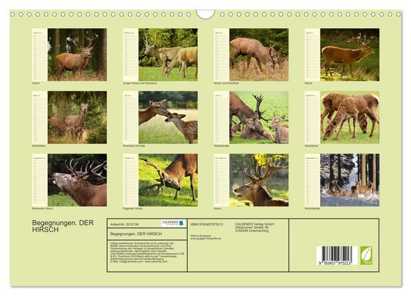 Produktbild: Begegnungen. DER HIRSCH (Wandkalender 2026 DIN A3 quer), CALVENDO Monatskalender