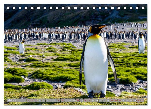 Produktbild: Einfach liebenswert diese Pinguine (Tischkalender 2026 DIN A5 quer), CALVENDO Monatskalender