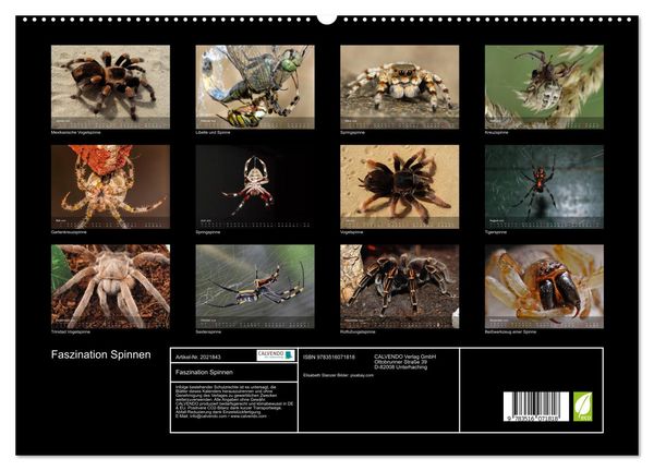 Produktbild: Faszination Spinnen (hochwertiger Premium Wandkalender 2026 DIN A2 quer), Kunstdruck in Hochglanz