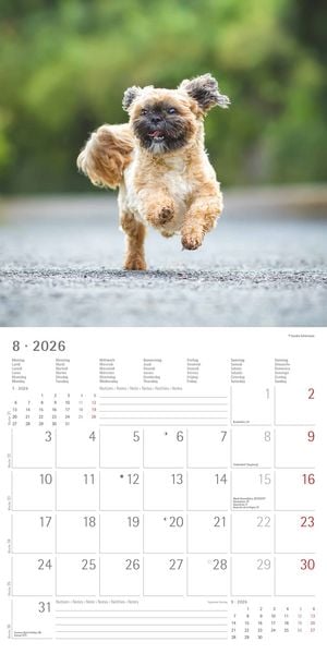 Produktbild: Hunde 2026 - Broschürenkalender 30x30 cm (30x60 geöffnet) - Kalender mit Platz für Notizen - Dogs - Bildkalender - Wandkalender - Hundekalender