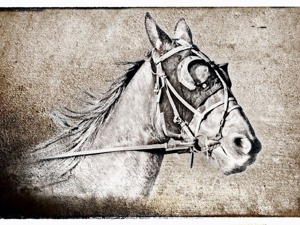 Produktbild: CALVENDO Puzzle Der Traber | 1000 Teile Lege-Gr&ouml;&szlig;e 64x48cm Foto-Puzzle f&uuml;r gl&uuml;ckliche Stunden
