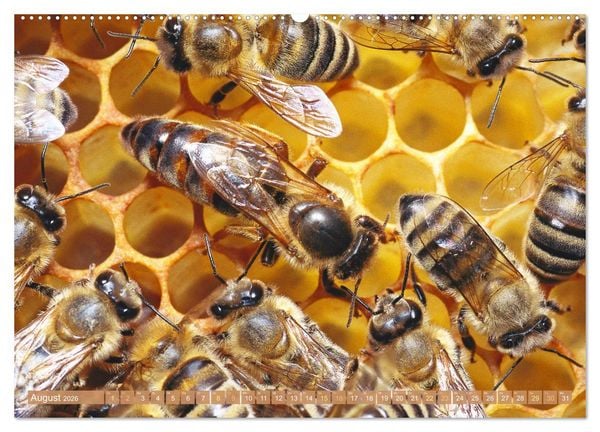 Produktbild: Der Imker: Leidenschaft f&uuml;r die Bienen (Wandkalender 2026 DIN A2 quer), CALVENDO Monatskalender