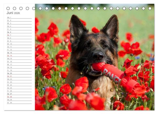 Produktbild: Deutsche Sch&auml;ferhunde Seelentr&ouml;ster (Tischkalender 2026 DIN A5 quer), CALVENDO Monatskalender