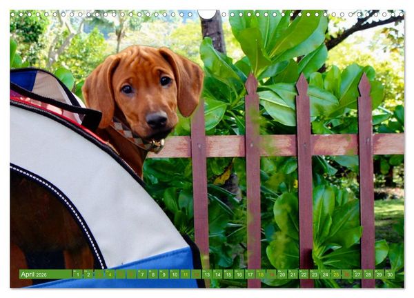 Produktbild: Rhodesian Ridgeback Augen-Blicke (Wandkalender 2026 DIN A3 quer), CALVENDO Monatskalender