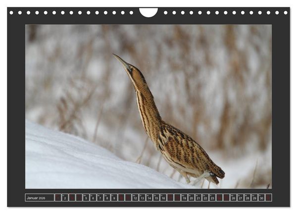 Produktbild: Winterzauber - Tiere in Eis und Schnee (Wandkalender 2026 DIN A4 quer), CALVENDO Monatskalender