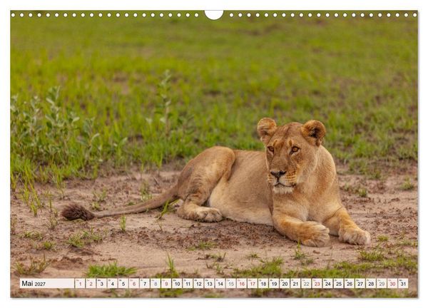 Produktbild: Afrikas wilde Katzen (Wandkalender 2027 DIN A3 quer), CALVENDO Monatskalender