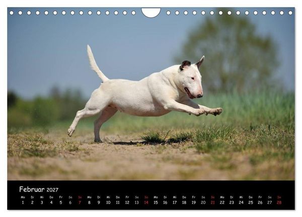 Produktbild: Bullterrier? Was sonst! (Wandkalender 2027 DIN A4 quer), CALVENDO Monatskalender