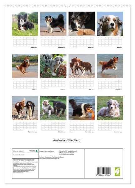 Produktbild: Australian Shepherd (hochwertiger Premium Wandkalender 2026 DIN A2 hoch), Kunstdruck in Hochglanz