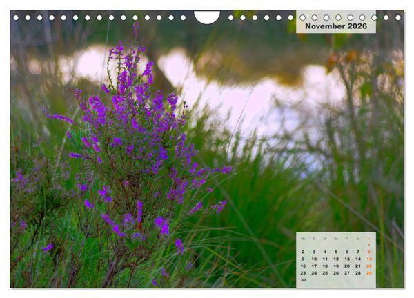 Produktbild: Niedersachsens Moorlandschaften - Das Pietzmoor, Schneverdingen (Wandkalender 2026 DIN A4 quer), CALVENDO Monatskalender