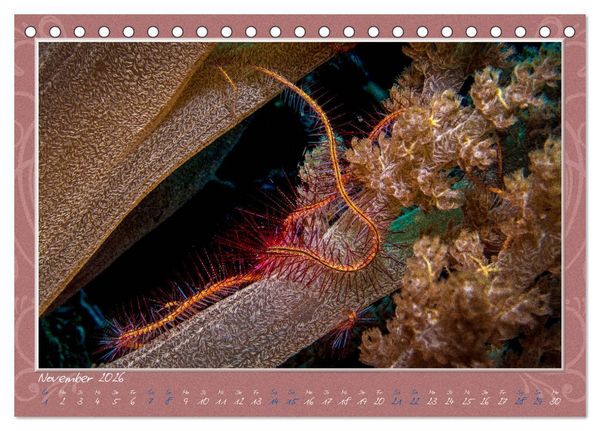 Produktbild: Unterwasser Kunstwerke (Tischkalender 2026 DIN A5 quer), CALVENDO Monatskalender