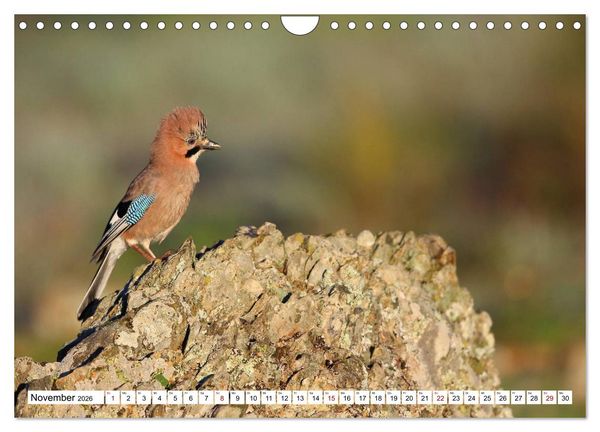 Produktbild: V&ouml;gel in der Extremadura (Wandkalender 2026 DIN A4 quer), CALVENDO Monatskalender