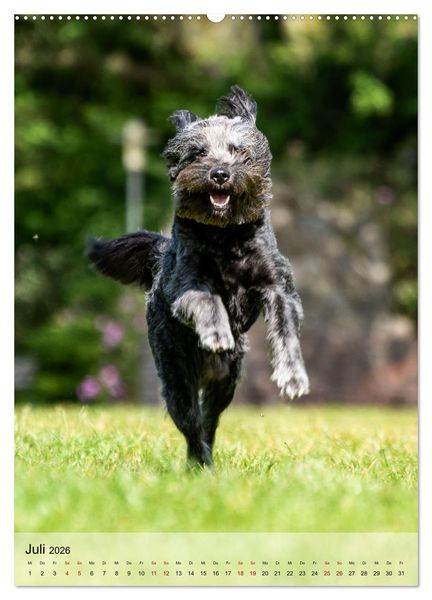 Produktbild: Witzige Hunde (hochwertiger Premium Wandkalender 2026 DIN A2 hoch), Kunstdruck in Hochglanz