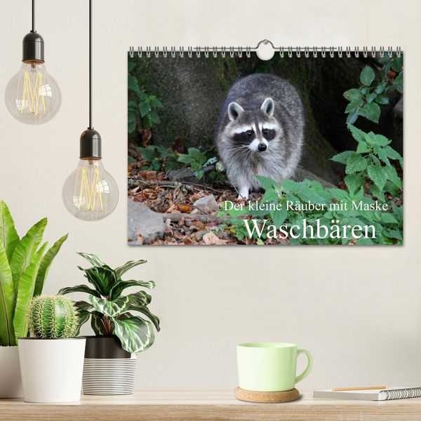 Produktbild: Der kleine R&auml;uber mit Maske - Waschb&auml;ren (Wandkalender 2026 DIN A4 quer), CALVENDO Monatskalender