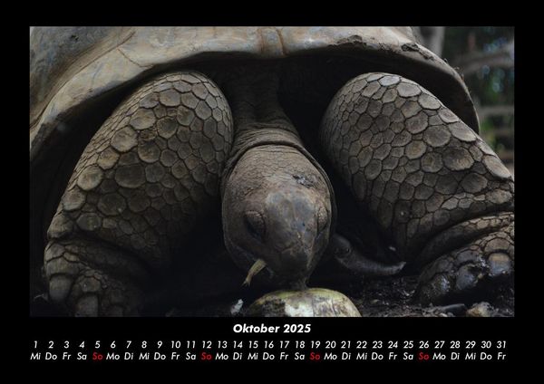 Produktbild: Schildkr&ouml;tenzauber 2025 Fotokalender DIN A3