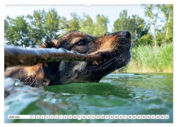 Produktbild: Ein Hundejahr in Bildern (hochwertiger Premium Wandkalender 2026 DIN A2 quer), Kunstdruck in Hochglanz