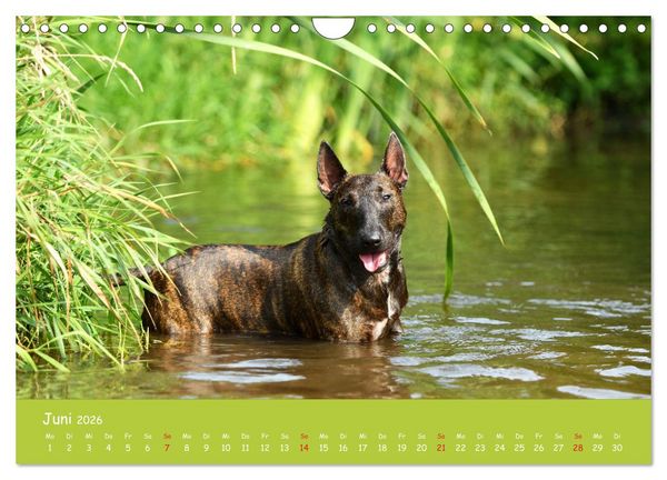 Produktbild: Einmal Bullterrier - immer Bullterrier (Wandkalender 2026 DIN A4 quer), CALVENDO Monatskalender