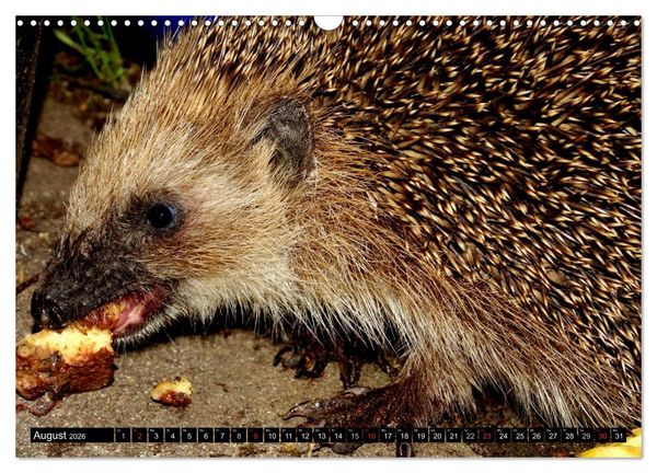 Produktbild: Meine Igel (Wandkalender 2026 DIN A3 quer), CALVENDO Monatskalender