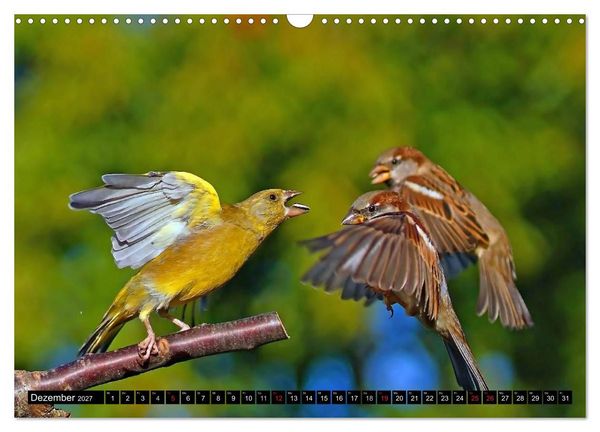 Produktbild: Die Sch&ouml;nheit der Gartenv&ouml;gel im Flug (Wandkalender 2027 DIN A3 quer), CALVENDO Monatskalender