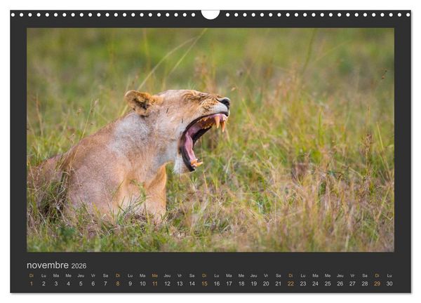 Produktbild: Lions &ndash; Photographies de la faune (Calendrier mural 2026 DIN A3 vertical), CALVENDO calendrier mensuel